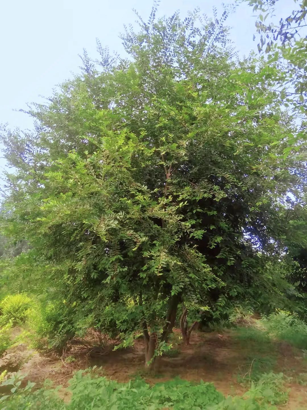 旭东园林丨精品苗木，优价出售